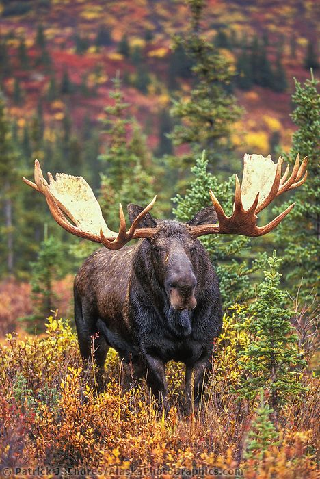 Moose Pics, Elk Pictures, Alaska Moose, Moose Pictures, Moose Hunting, North American Animals, Moose Deer, Deer Species, Wild Animals Photography