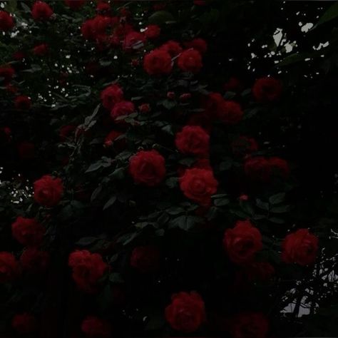 Dark Red Asthetics Photos, Dark Red Rose Aesthetic, Athletic Wallpaper, Arcane Oc, Friends Aesthetics, Period Blood, Cherry Girl, Red Roses Wallpaper, Dark Red Roses