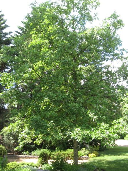 Bur Oak Tree, Oklahoma Garden, Red Deer Alberta, Trees For Front Yard, Willow Trees, Prairie Garden, Street Trees, Maple Trees, Front Yard Ideas