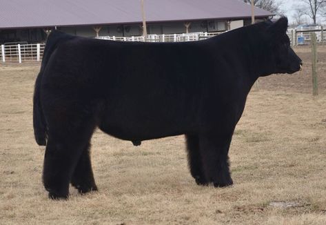 Nice steer! Livestock Show, Stock Show, Denver Colorado, On Display, Denver, Colorado