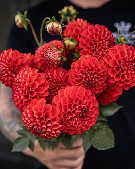 Red Dahlia Flower, January Flowers, Maine Garden, Red Dahlias, Dahlias Wedding, October Flowers, Single Flowers, Red Dahlia, Painting Aesthetic