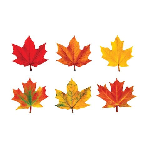 Buy the Trend Enterprises® Maple Leaves Classic Accents® Variety Pack at Michaels. com. These vibrant designs will energize spaces and delight and engage your students. These vibrant designs will energize spaces and delight and engage your students. Label containers, lockers and centers, accent displays, decorate walls and posters, showcase student work, inspire creative writing, and reward accomplishments. Details: Red, yellow, and orange 5.5" - 6" tall 36 pieces Acid free Durable cardstock | T Seasonal Bulletin Boards, Leaf Cutout, Holiday Trends, Maple Leaves, Arte Floral, Variety Pack, Game Pieces, Leaf Art, Student Work