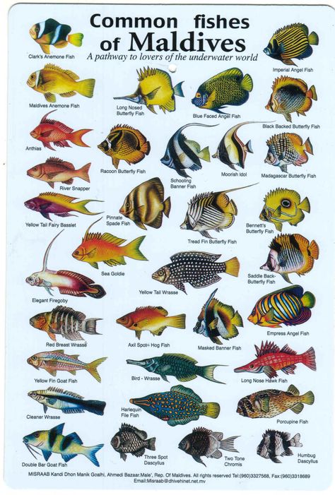 Fishes of the Maldives Identification Chart (water resistant laminated card) Fish Chart, Fish Images, Reef Fish, Salt Water Fish, Fishing Pictures, Fish Illustration, Marine Fish, Types Of Fish, Saltwater Aquarium