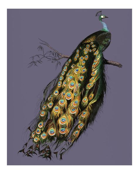 Vintage Indian peafowl (Pavo Cristatus) illustration wall art print and poster. | premium image by rawpixel.com Indian Peafowl, Peacock Vector, Moth Illustration, Flamingo Illustration, Octopus Illustration, Peacock Images, Owl Posters, Peacock Painting, Peacock Art