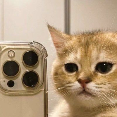 Cat Mirror Selfie, Mirror Selfie Pfp, Selfie Pfp, Insta Dp, Cat Pfp, Cat Selfie, Cute Profile Pictures, Cat Pics, Selfies