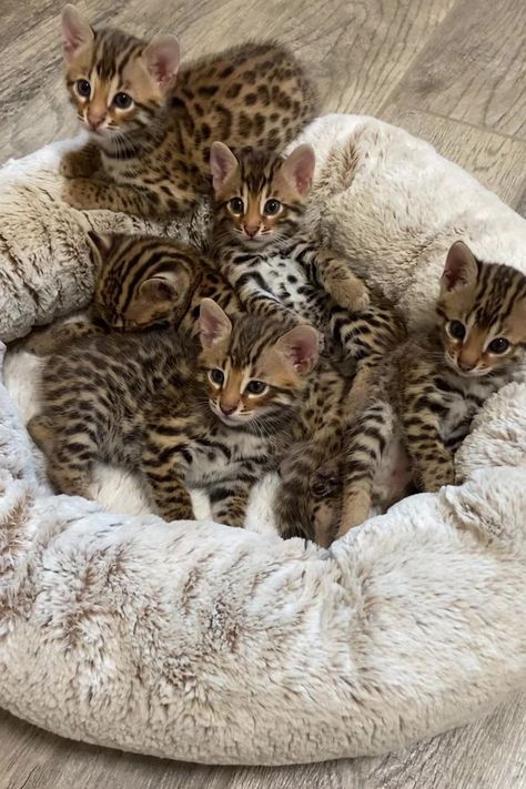 Bangel Cats Kittens, Pretty Cat Breeds, Bengal Kitten, Bengal Cats, Cute Animals Puppies, Cute Cats Photos, Cute Cute, Pretty Animals, Bengal Cat