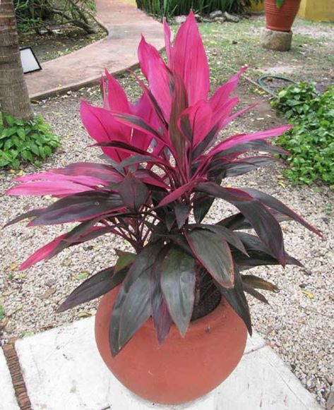 Unusual HousePlants: A Ti plant, Cordyline terminalis, is one of the most colorful foliage plants you can purchase. Its cane-like woody stems produce sword-shaped leaves that are 2ft-5ft. in length and 5”-7” wide. Unusual Houseplants, Hawaiian Ti Plant, Ti Plant, Florida Plants, Pink Plant, Plant Diseases, Unusual Plants, Colorful Plants, House Plants Indoor