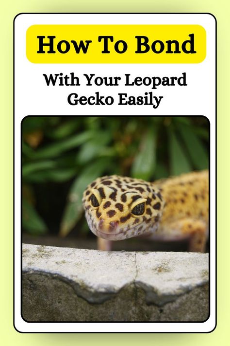 We get it, as a loving pet owner, you just want to bond with your leopard gecko and be able to at least hold it for a while without it getting all squirmy and stressed out. We are here to help you achieve that! The best approach to easily bond with your leopard gecko is Remi Lebeau, Leopard Gecko Habitat Ideas, Spotted Gecko, Leopard Gecko Habitat, Leopard Gecko Tank, Gecko Habitat, Gecko Food, Leopard Geckos, Terrarium Ideas