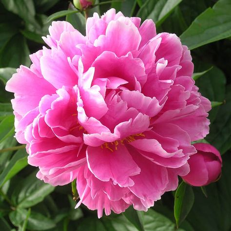 Peony Oil, Hyper Pigmentation, Peonies And Hydrangeas, Skin Regeneration, Peony Painting, Drawing Flowers, Peonies Garden, Parts Of A Plant, Botanic Gardens