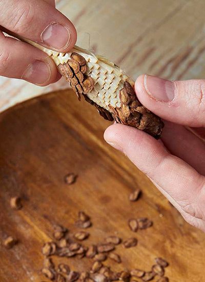 How To Harvest Milkweed Seeds, Growing Milkweed, Milkweed Garden, Ohio Flowers, Butterfly Milkweed, Raising Monarch Butterflies, Common Milkweed, Milkweed Pods, Monarch Butterfly Garden