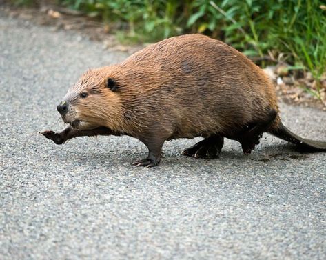 Beaver Pictures, Beaver Drawing, Baby Beaver, Tattoo Nature, Animals Tattoo, Nature Aesthetics, Silly Animals, Animal Sketches, Amazing Facts