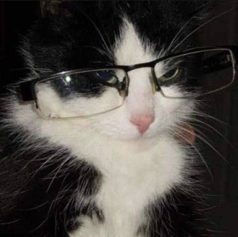 Cat With Glasses, Silly Kitties, Cats Pictures, Silly Cats Pictures, Wearing Glasses, Silly Animals, Pfp Ideas, Silly Cats, Meow Meow