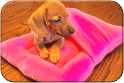 Diy Pet Bed, Diy Dog Bed, Snuggle Blanket, Dog Crafts, Sew Easy, Animal Projects, Pet Hacks, Weiner Dog, Dog Beds