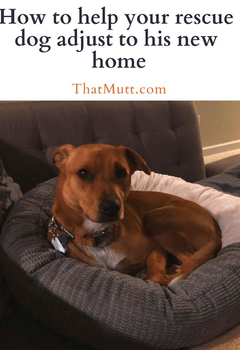 How to help your rescue dog adjust to his new home through training, exercise and time to decompress.  #dogadoption #mutts #fosterdogs #shelterdogs #rescuedogs #adopted Dog Minding, Easiest Dogs To Train, Aggressive Dog, Dog Care Tips, Rescue Dog, Training Your Puppy, Obedience Training, Dog Obedience, Dog Training Obedience