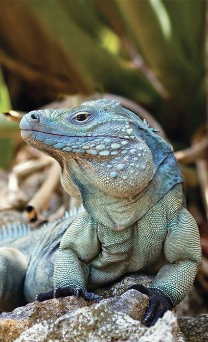 Grand Cayman Blue Iguana | Photo Credit: Fred Burton | Check out our website for more awesome reptile facts! | #cayman #iguana #reptiles #wildlife Blue Iguana, Regard Animal, Cute Reptiles, Grand Cayman, Endangered Animals, Komodo, Reptiles And Amphibians, Animal Planet, Exotic Pets