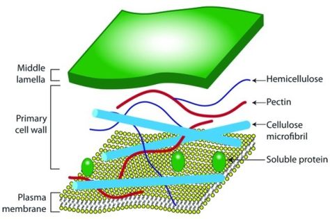 The Plant Cell Wall Structure Cell Wall Structure, Eagle Craft, Mom In Heaven Quotes, Wall Structure, Plasma Membrane, Mom In Heaven, Cell Structure, Cell Biology, Plant Cell