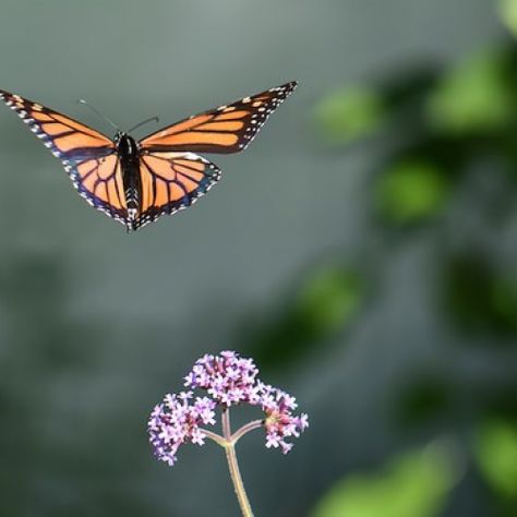 Monarch Butterfly in flight - Monarch Butterfly in flight Monarch Butterfly Flying, Botanical Illustration Black And White, Butterfly In Flight, Butterflies In Flight, Storybook Illustration, Chanel 2023, Black Pig, Art Assignments, Mural Ideas