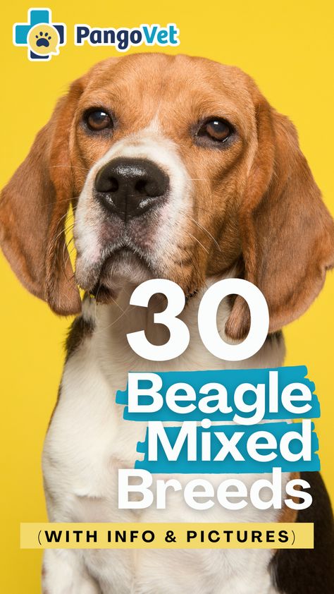 Let’s talk about the adorable Beagle mixes you may come across! Beagle Mix Dogs, Dog Infographic, Beagle Mix, Pet Breeds, Cute Pups, One Home, Mixed Breed, Cute Puppies, Talk About