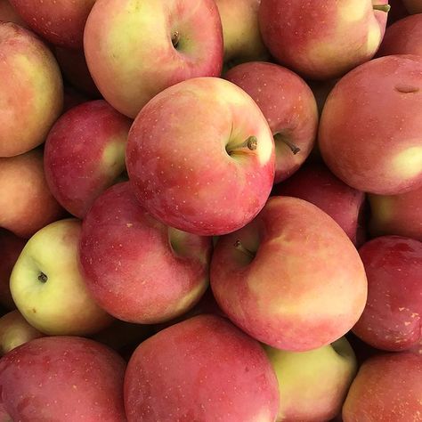 #PreferredPronouns #NewYorkCity #Manhattan #UnionSquare #Greenmarket #Fuji #FujiApples #Apples #Autumn #BriceDailyPhoto Grain Effect, Fuji Apple, Union Square, Apples, Manhattan, Grain, Fruit, Green