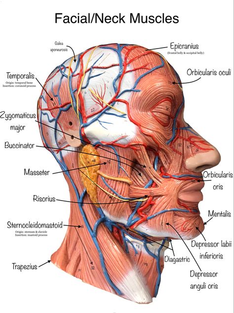 Anatomy Biomedical Illustration, Face Muscles Anatomy, Anatomy Of The Face, Facial Muscles Anatomy, Arteries Anatomy, Anatomy Education, Human Muscle Anatomy, Dental Hygiene Student, Muscle Structure