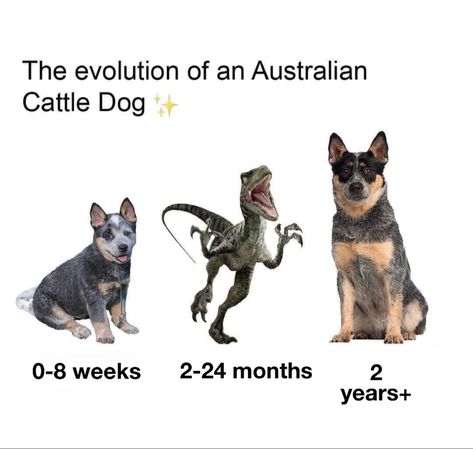 Cattle Dog Quotes, Australian Cattle Dog Funny, Australian Heeler, Australian Cattle Dog Puppy, Cattle Dog Puppy, Aussie Cattle Dog, Austrailian Cattle Dog, Cattle Dogs Rule, Heeler Dogs