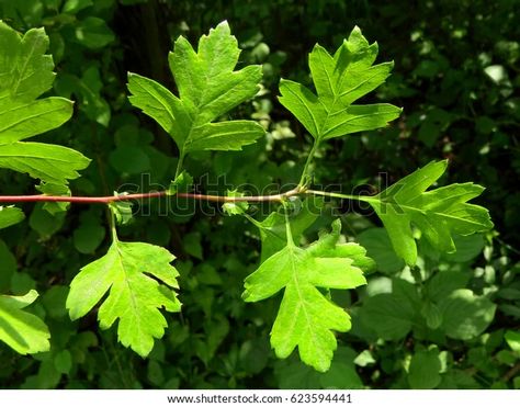 Common Hawthorn Crataegus Monogyna Leaf Leaves Stock Photo 623594441 | Shutterstock Common Hawthorn, Crataegus Monogyna, 3d Objects, Photo Image, Every Day, Royalty Free Stock Photos, Stock Images, Stock Photos, Illustrations