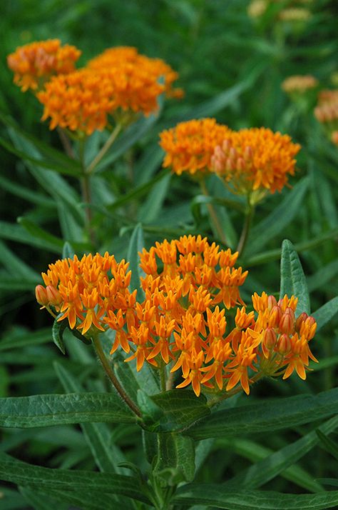 Late Summer Flowers, Low Water Gardening, Asclepias Tuberosa, Pollinator Garden, Herbaceous Perennials, Woodland Garden, Low Maintenance Plants, Natural Garden, Butterfly Garden