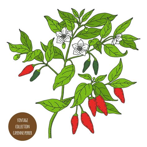 Cayenne Pepper Vintage Plant Design Chili Pepper Plant, Pepper Plant, Plant Sketches, Pepper Tree, Kitchen Herbs, Pepper Plants, Plant Drawing, Cayenne Pepper, Symbol Design