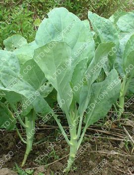 Yod Fah | LION SEEDS CO., LTD. Chinese Kale, Chook Pen, Red Veins, Home Grown Vegetables, Seed Pack, Victoria Park, Garden Store, Seed Packets, Flower Bud