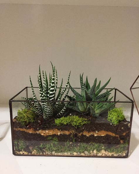 Terarium Kaktus Succulents Garden, Terrarios Suculentas Ideas, Best Terrarium Plants, Air Plants Diy, Open Terrariums, Diy Succulent Terrarium, Planting Pots, Succulent Garden Diy, Terrarium Diy