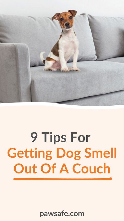 A doggy odor in your couch and furniture can be a pain when you have guests. So read on for nine tips to get that dog smell out of your couch and upholstery. #dogsmell #dogsmellinthecouch #doggrooming Get Dog Smell Out Of Couch, Couch Smells Like Dog, How To Get Dog Urine Smell Out Of Couch, How To Get Odor Out Of Couch, How To Get Dog Pee Smell Out Of Couch, Dog Pee Smell Out Of Couch, Dog Urine Smell Out Of Couch, How To Get Pet Smell Out Of Couch, How To Get Rid Of Dog Smell On Couch