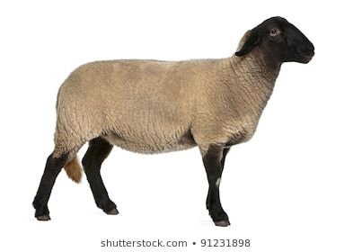 Sheep Side View, Suffolk Sheep, Elephant Shrew, Tasmanian Devil, Fantasy Monster, Pictures To Paint, Country Life, Side View, Otters