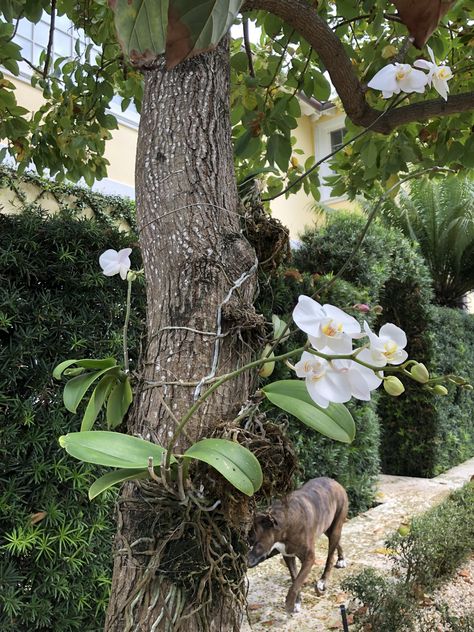 Yesterday I posted the orchids blooming on my palm trees. You can see the roots much better in this photo not to mention my garden assistant. Orchid Growing On Trees, Orchid On Tree Trunk, Orchid On Tree, Orchids On Trees, Mounting Orchids, Epiphytic Plants, Rainforest Garden, Orchid Painting, Orchids Painting