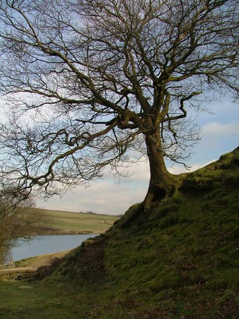 Leaveless Trees, Trees With No Leaves, Authentic Pics, Upward View Of Trees, Bare Trees Photography, Tree Without Leaves Photography, Naked Tree, Woodland Goth, Trees Drawing Tutorial