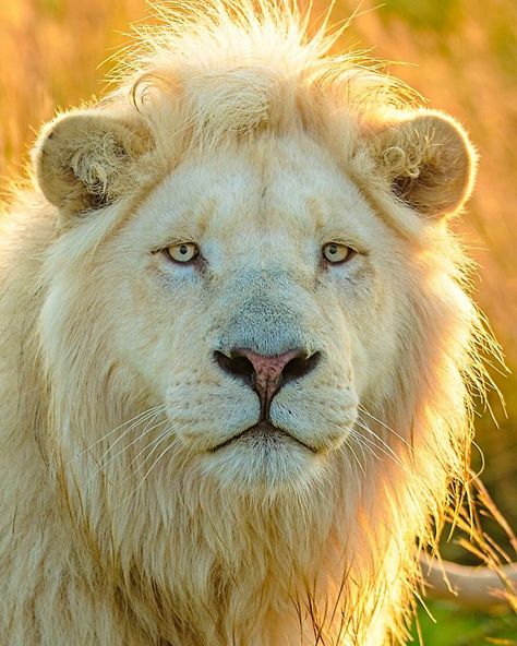 Photographer Immortalizes The King Of Animals In His 30 Incredible Photos Lion Photo, Lion Ears, Aesthetic Animals, Tattoo Lion, Lion Tattoos, Lions Photos, Lion Drawing, Beautiful Lion, Lion Painting