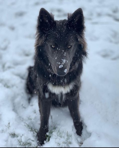 Blue Bay Shepherd, Shepherd Aesthetic, Oc Collab, Blue German Shepherd, Dog Reference, Black Wolves, Wolf Hybrid, Black Dogs, Dog Aesthetic