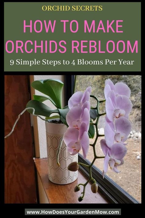 Orchid Care Rebloom, Orchid Rebloom, Repotting Orchids, Indoor Orchids, Orchid Fertilizer, Orchid Plant Care, Blooming Orchid, Orchid Roots, Orchid Plant