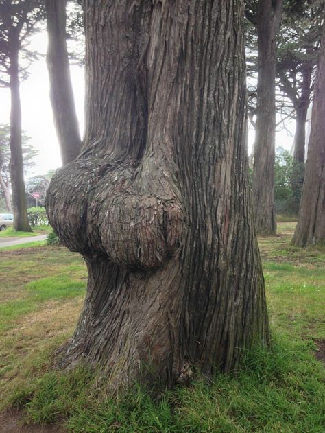 The 15 Best Accidental Butts Of 2015 Weird Trees, Picture Tree, Banksy Graffiti, Unique Trees, Beautiful Images Nature, Tree Sculpture, Random Pictures, Dirty Mind, Photo Series