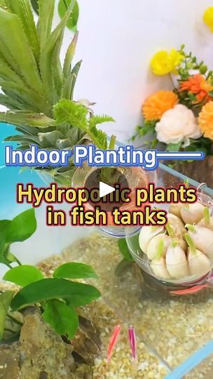 Plants In Fish Tank, Hydroponic Garden, Indoor Farming, Pallet Shelf, Aquaponic Gardening, Hydroponic Plants, Plant Hacks, Montessori Classroom, Tiny Plants