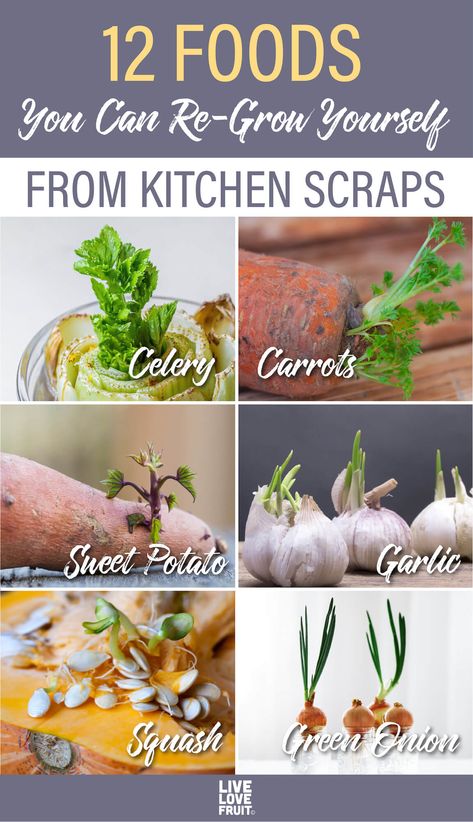 When you are on a budget, re-growing your food scraps is one of the best ways to save money! Here are 12 vegetables you can re-grow from scraps. #regrow #regrowvegetablesfromscraps #regrowcelery #regrowgreenonions #gardening #sustainability #regrowlettuce #regrowingvegetables #regrowromainelettuce #regrowgarlic #regrowcarrots #regrowpumpkin Grow Food Scraps, How To Grow Food From Scraps, Grow Food From Scraps, Growing Vegetables Hacks, Planting From Scraps, How To Regrow Vegetables From Scraps, Vegetables You Can Grow From Scraps, How To Grow Vegetables From Scraps, Regrow Onion From Scraps