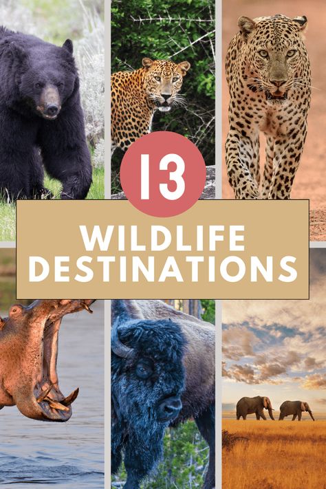 Top 13 Places to See Wildlife Around the World Wonders Of Wildlife Aquarium, Periyar Wildlife Sanctuary, Best African Safari Tours, Wild Africa Trek Animal Kingdom, Komodo National Park, Wildlife In Africa, Serengeti National Park, Komodo Dragon, Mountain Gorilla