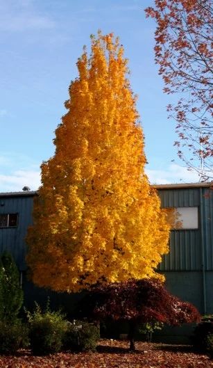 Five Great Trees—these choice arboreal show-stoppers won’t outgrow their welcome - by Mary-Kate Mackey Fall Gardens, City Gardens, Crabapple Tree, Red Fall, Sugar Maple, Size Matters, Shade Trees, Small Yard, Maple Tree