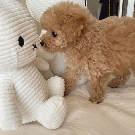 Pet Cafe, Toy Poodle Puppy, Dog Box, Pets 3, Iphone Photo App, Poodle Puppy, Toy Poodle, Cute Toys, Puppy Love