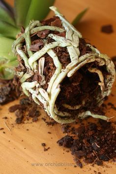 Transplanting Orchids, Star Garden, Repotting Orchids, Indoor Orchids, Orchid Plant Care, Orchid Roots, Growing Orchids, Gardening Hacks, Garden Urns