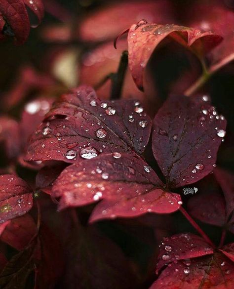 Burgundy Fall Aesthetic, Dark Red Fall Aesthetic, Burgundy Fall Aesthetic Wallpaper, Burgundy Autumn Aesthetic, Dark Red Autumn Aesthetic, Maroon Aesthetic Flowers, Cottage Autumn, Maroon Aesthetic, Autumn Poems