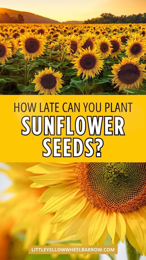 How late can you plant sunflower seeds for optimal blooms during the garden growing season? In this post, I deep dive into everything you need to know about planting sunflower seeds. Learn the optimal time to plant sunflower seeds, how to choose the right sunflower variety, and the best late sunflower planting tips and ideas. The ultimate guide to planting sunflower seeds in your flower garden. When To Plant Sunflower Seeds, How To Plant Sunflower Seeds, Sunflower Planting Tips, Sunflowers Planting Ideas, Sunflower Garden Ideas, Sunflower Care, Growing Sunflowers From Seed, When To Plant Sunflowers, Sunflower Planting