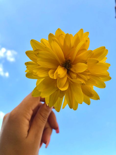 Yellow Beautiful Flower Blue Sky Hand holding Clouds Sun Sunflower Sunshine Spring Summer Garden Flowers Pretty Yellow Flowers Blue Sky, Sunset Quotes Instagram, Quotes Instagram, The Blue Sky, Flowers Blue, Sunset Quotes, Yellow Flower, Yellow Flowers, Blue Sky