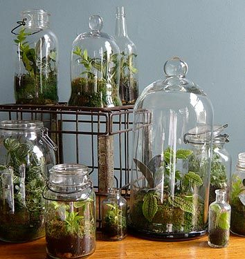 Terrarium Ideas, Indoor Gardens, Beautiful Terrariums, Garden Terrarium, Mini Terrarium, Terrarium Diy, نباتات منزلية, Have Inspiration, Bottle Garden