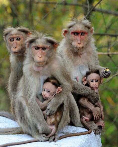 Monkey family by Rivertay (away for a while), via Flickr Monkey Family, Wild Baby, Mandrill, Primates, Sweet Animals, Animal Planet, The Animals, Animal Photo, Animals Friends