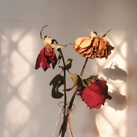 A Wilting Rose | Poets Red Flowers, Glass, Flowers, Wall, Red, White